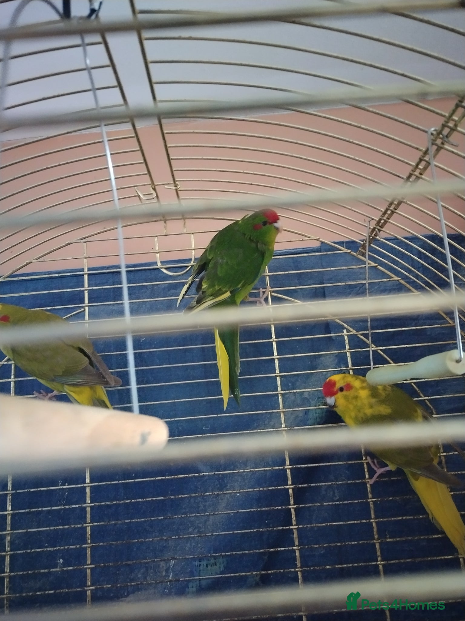 Parakeets birds For sale  - Advert 1