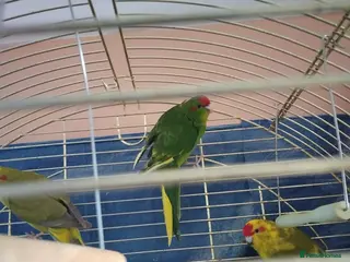 Parakeets birds For sale - Advert 1