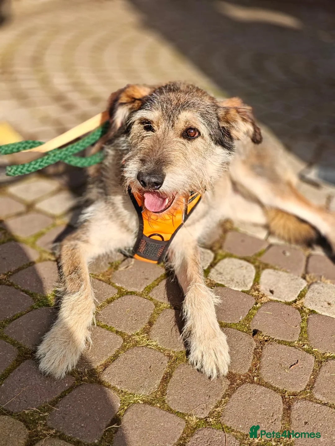 Mixed Breed dogs for adoption: ❤️OXY❤️Large• Scruffy •Gentle • Playful • Loving - Advert 8
