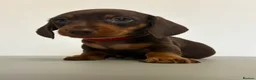 Dachshund dogs for sale: 5 Beautiful Standard Dachshund boys  - Advert 8