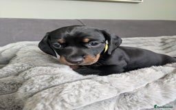 Dachshund dogs for sale: 🐾5 Beautiful Standard Dachshunds 🐾 - Image 8