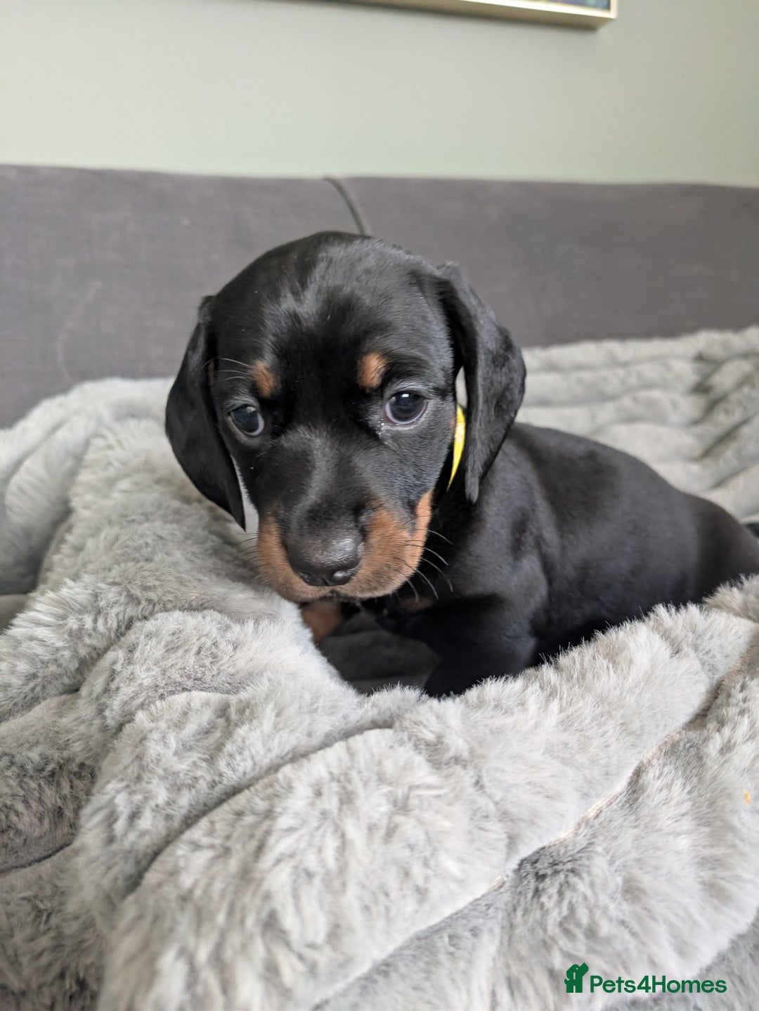 Dachshund dogs for sale: 🐾5 Beautiful Standard Dachshunds 🐾 - Image 8
