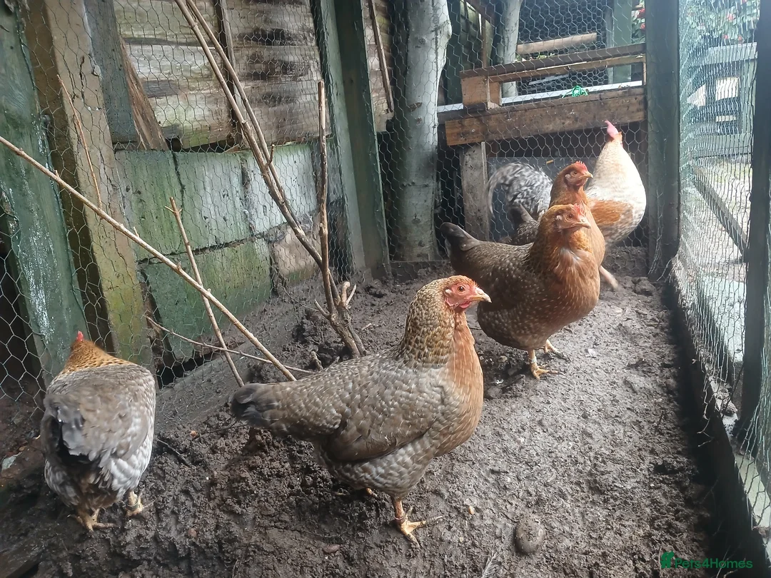 Chickens poultry for sale: GOLD WELBAR BANTAM BREEDING GROUP in Wolverhampton - Advert 3