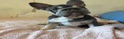 French Bulldog dogs for sale: Female  **  carry’s fluffy French bulldog  in Birkenhead - Advert 11