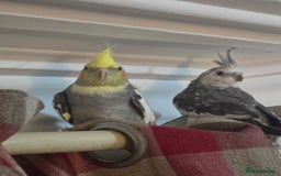 Cockatiels birds for sale: 8 month old cockatiels male and female  - Image 1