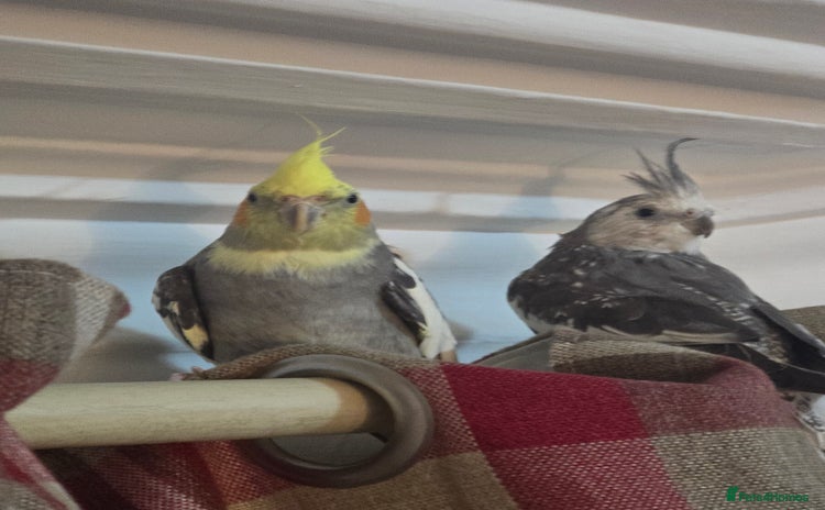 Cockatiels birds - Advert 4