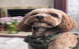 Cavapoo dogs for stud: Cavapoo for Stud - Image 1
