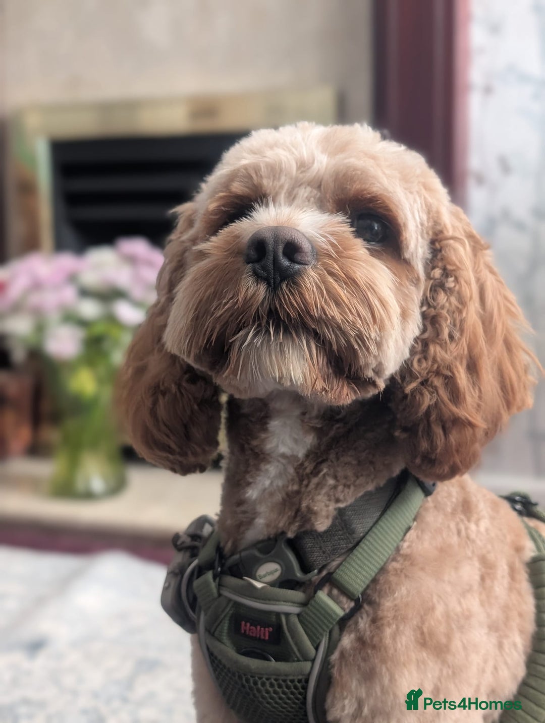 Cavapoo dogs for stud: Cavapoo for Stud - Image 1