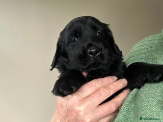 Flat coated Retriever dogs - Advert 3