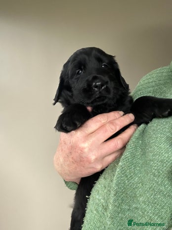 Flat coated Retriever dogs - Advert 1