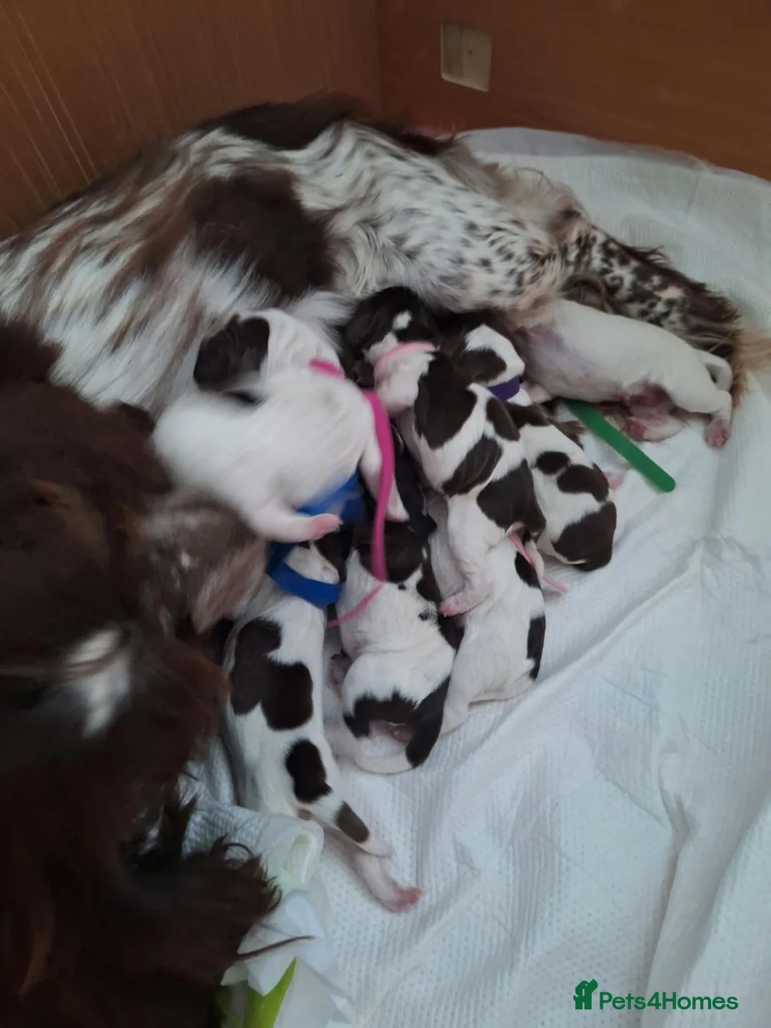 Sprocker dogs for sale: Sprockers for sale - Advert 2