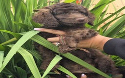 Sproodle dogs for sale: Gorgeous Chocolate Sproodle Puppies - Image 31