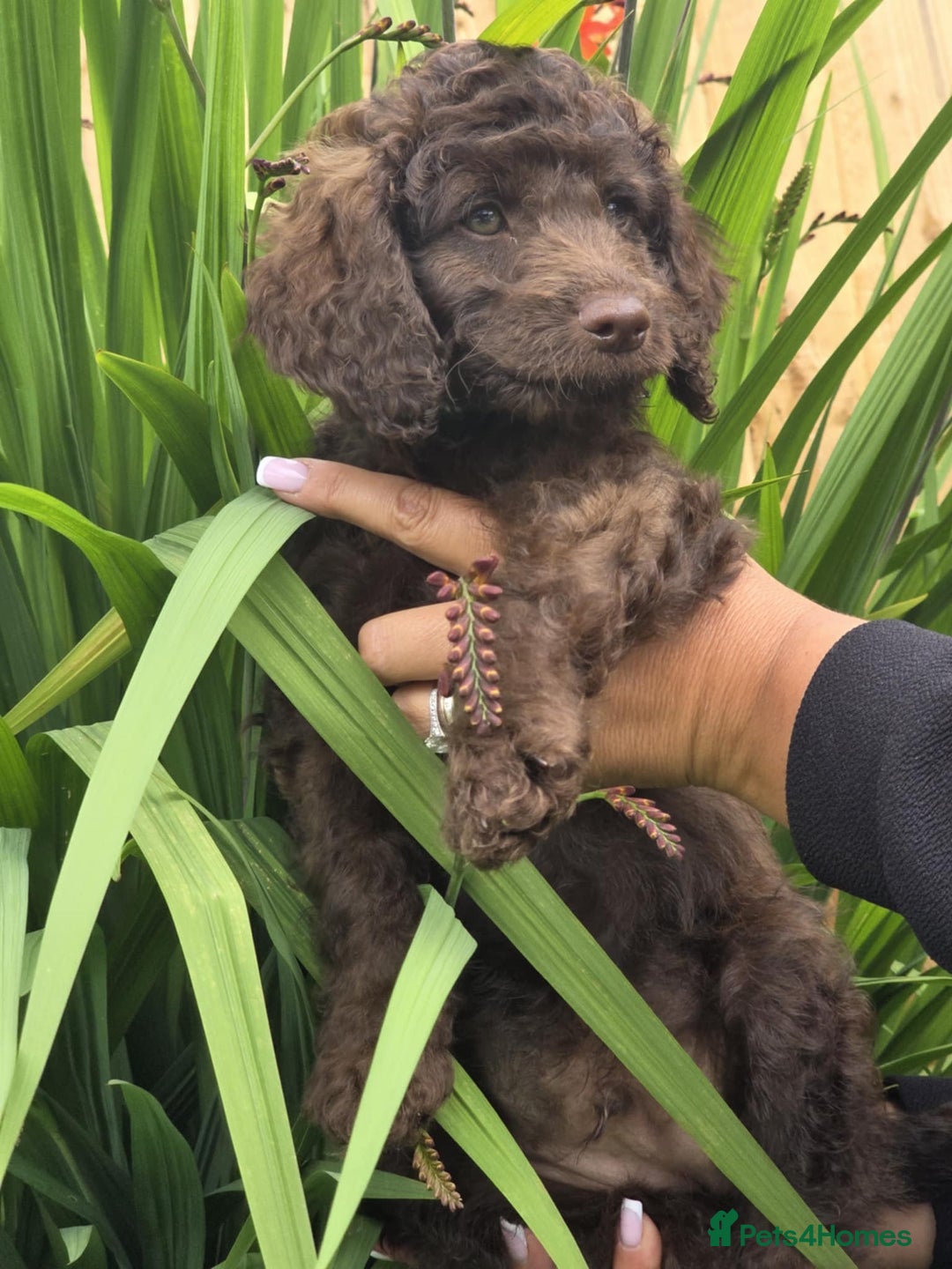 Sproodle dogs for sale: Gorgeous Chocolate Sproodle Puppies - Image 31