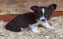 Mixed Breed dogs for sale: 5 stunning tiny miniature Chihuahua X terrier - Image 7
