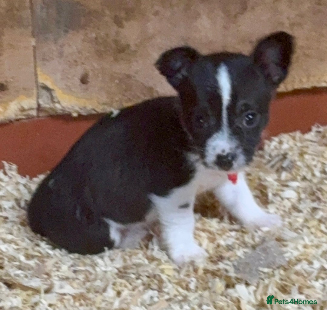 Mixed Breed dogs for sale: 5 stunning tiny miniature Chihuahua X terrier - Image 7