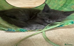 Maine Coon cats for sale: Beautiful GCCF kittens various colours - Image 11