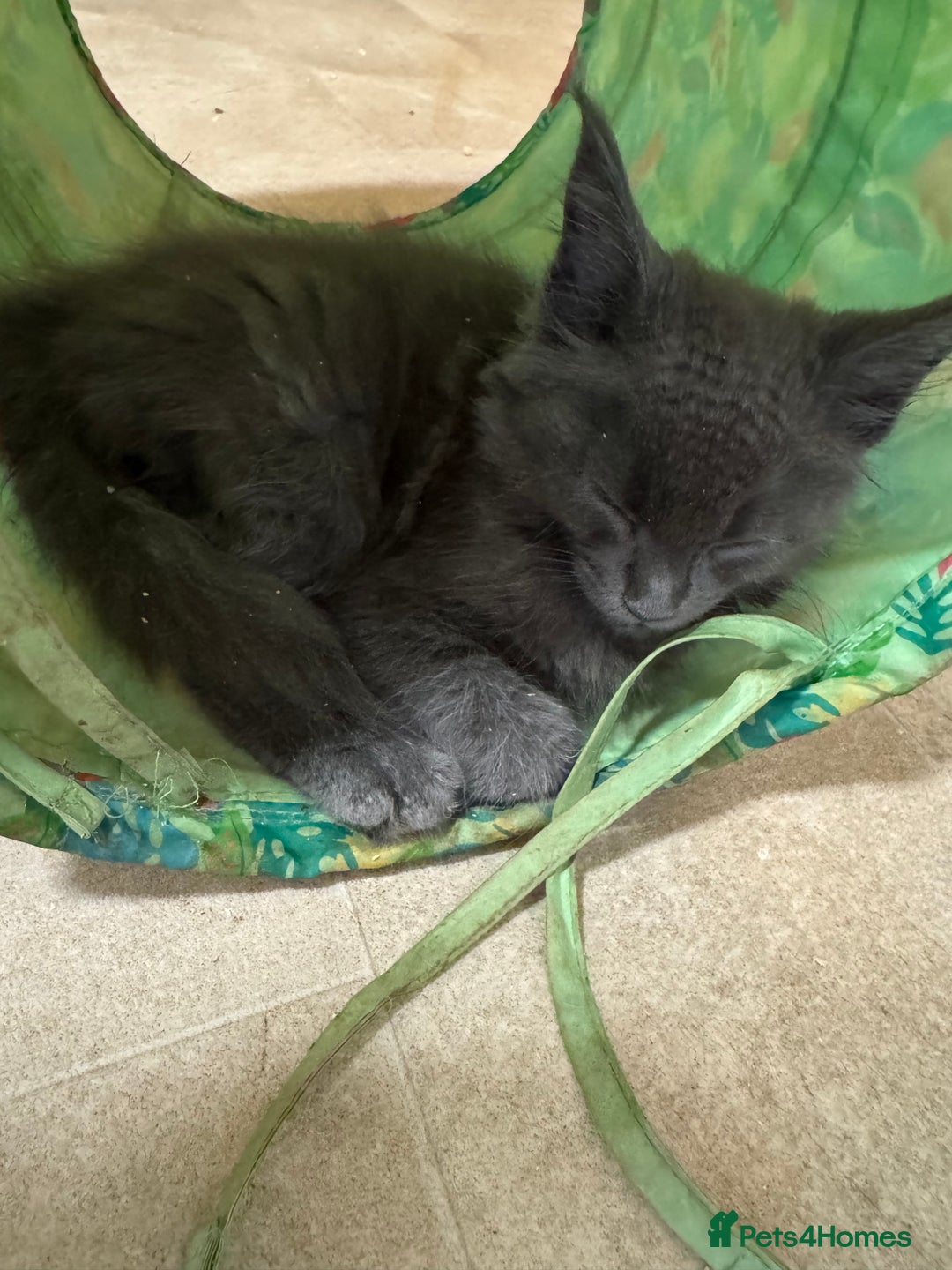 Maine Coon cats for sale: Beautiful GCCF kittens various colours - Image 11