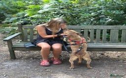 Staffordshire Bull Terrier dogs for sale: Gorgeous black brindle Staffy pups KC - Image 2