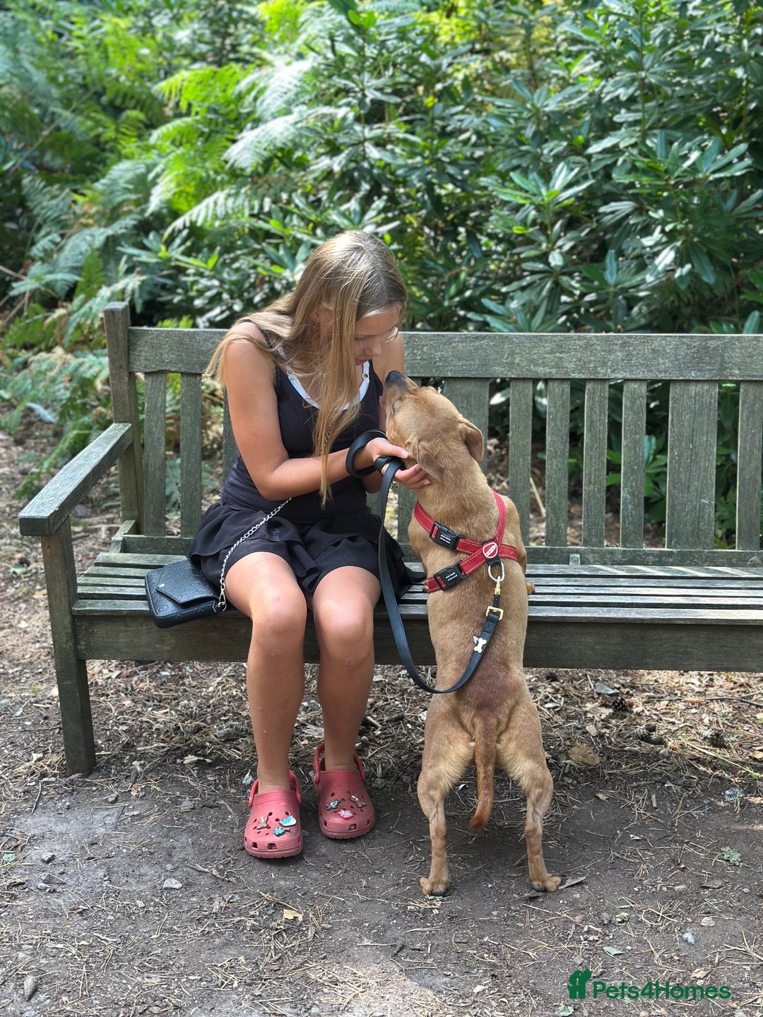 Staffordshire Bull Terrier dogs for sale: Gorgeous black brindle Staffy pups KC - Image 2