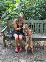 Staffordshire Bull Terrier dogs - Advert 2