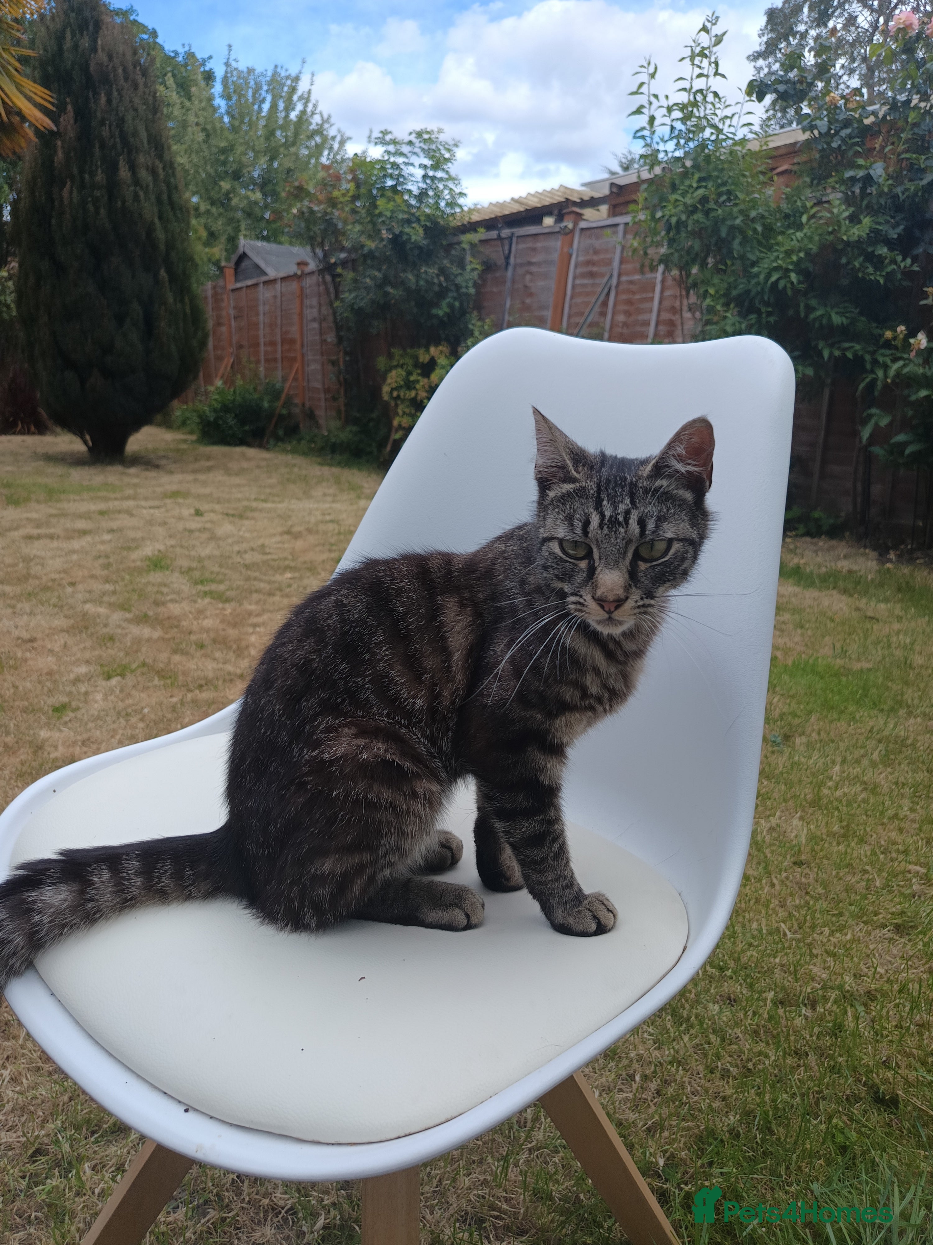 Mixed Breed cats for sale: Male young grey cat in Greenford - Advert 4