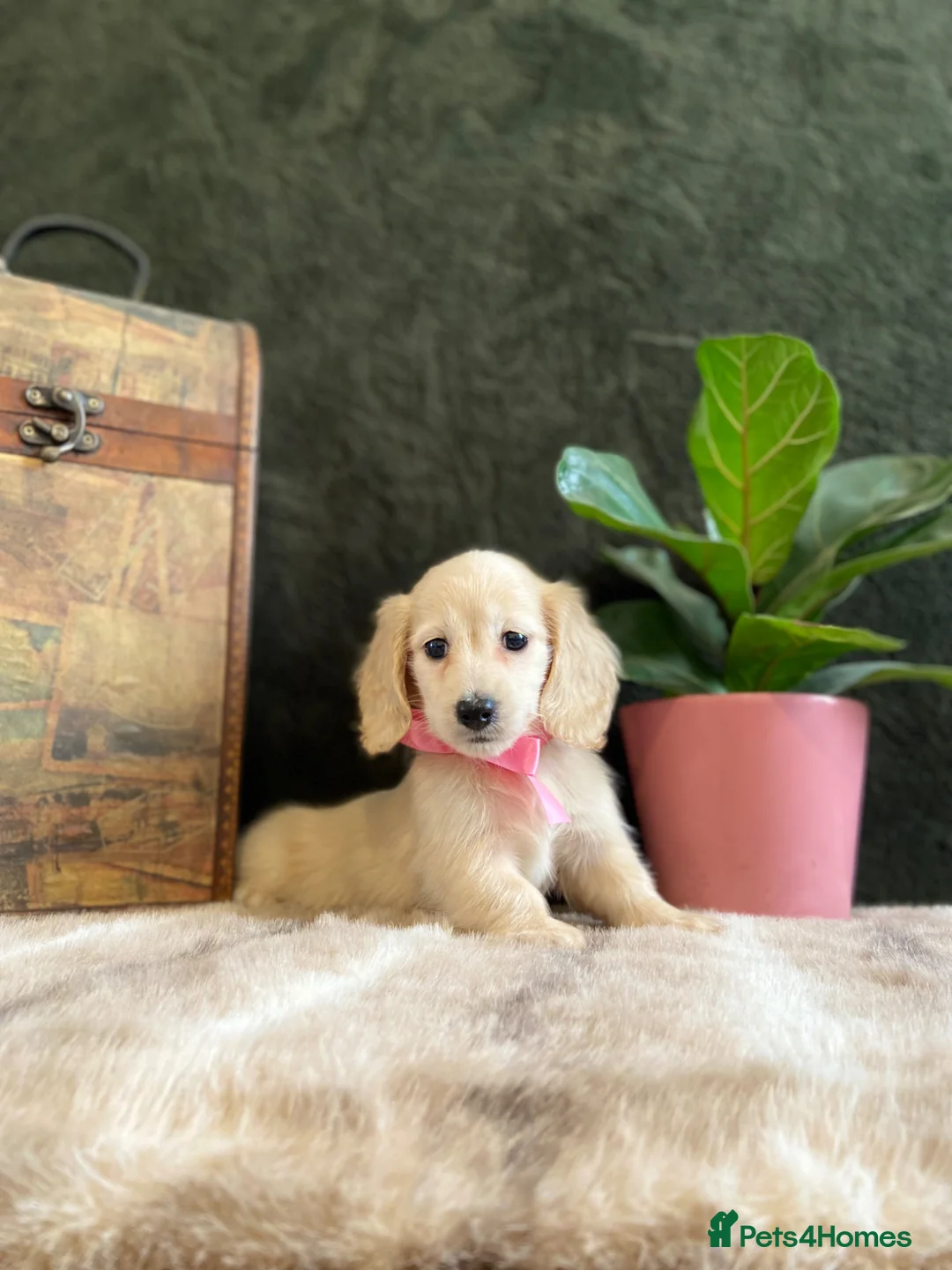 Miniature Dachshund dogs for sale: EXQUISITE CREAM KC MINIATURE DACHSHUND  LONG HAIR - Advert 12