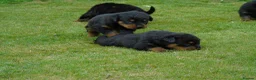 Rottweiler dogs for sale: Rottweiler puppies full German bloodline  in Newton-le-Willows - Advert 5