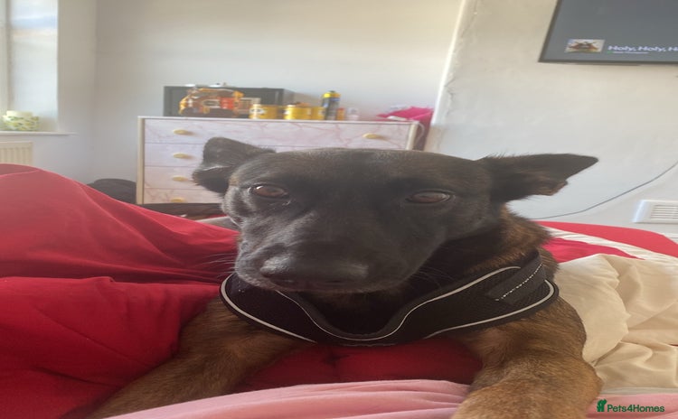 Belgian Shepherd Dog dogs Belgian Malinois 3 Year Old - Advert 5