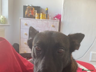 Belgian Shepherd Dog dogs Belgian Malinois 3 Year Old - Advert 15