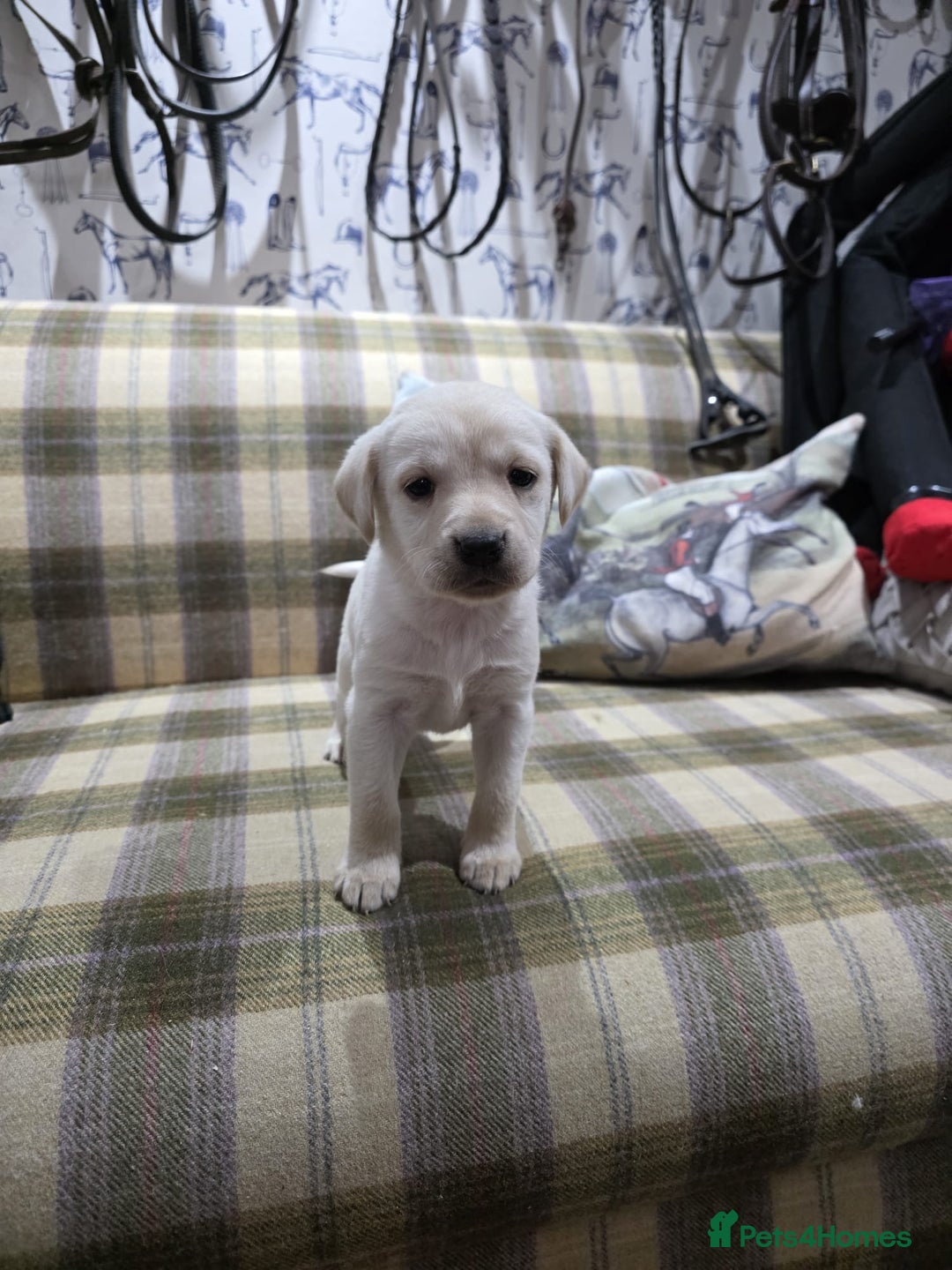 Labrador Retriever dogs for sale: Labrador puppies gold and black boys and girls  - Advert 9