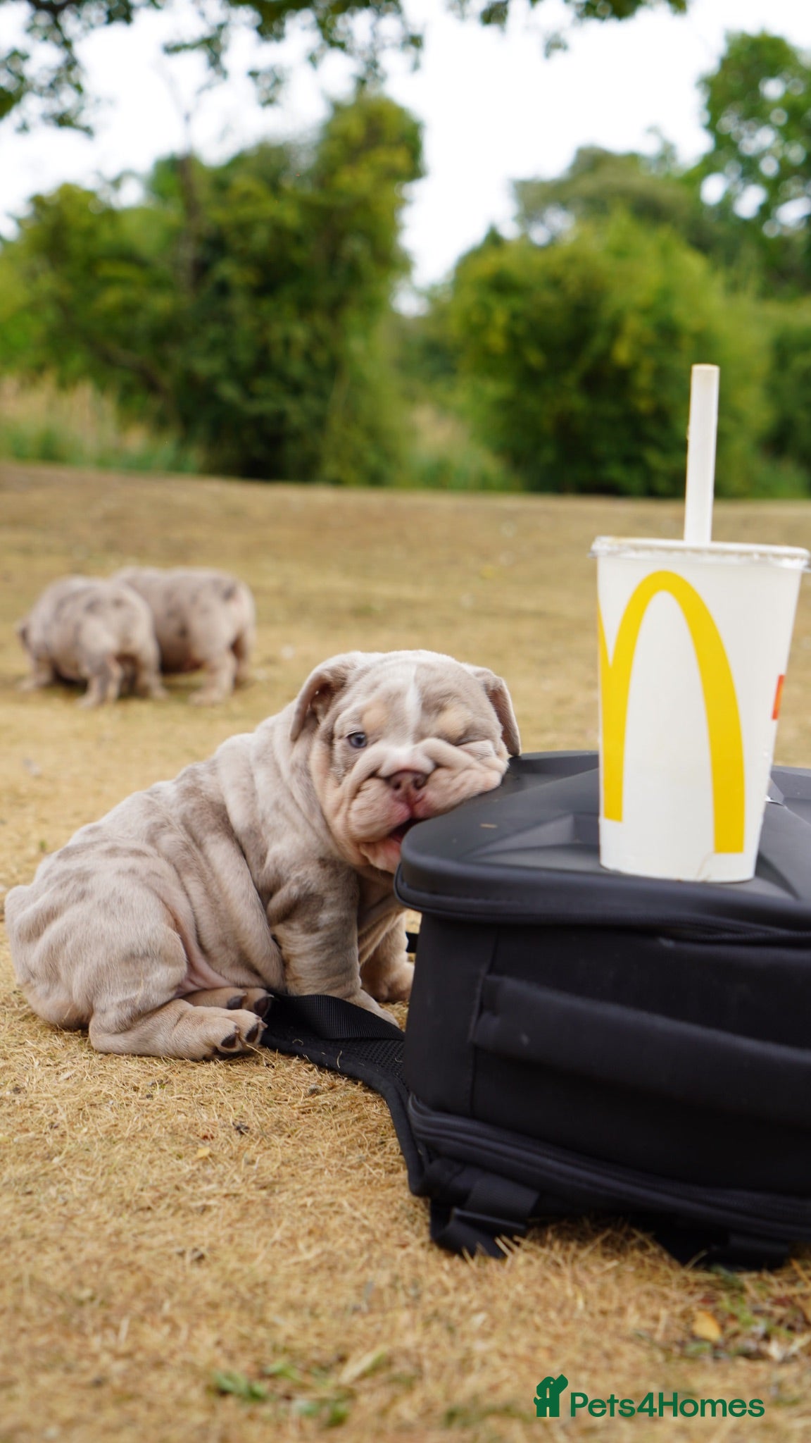 English Bulldog dogs 💎 English Bulldog Puppies!  2🌸- Girls Left 🏡  - Advert 10