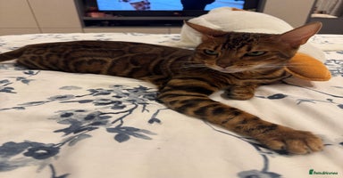 Bengal cats - Advert 5