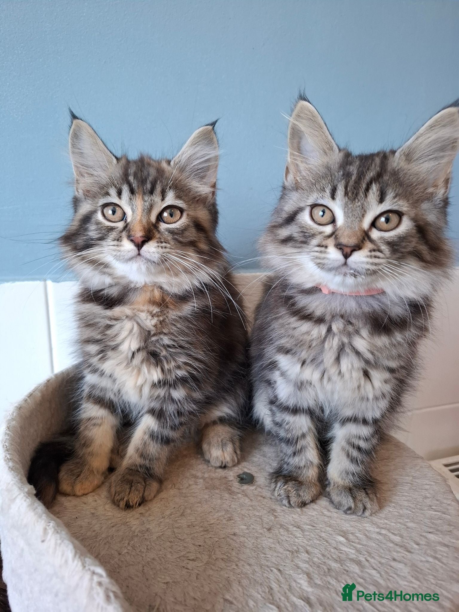 Mixed Breed cats 3x Beautiful maincoone cross kittens - Advert 12