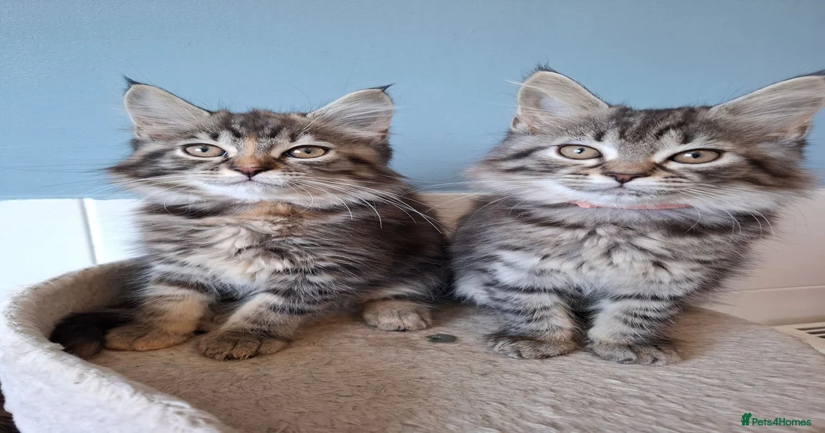 Mixed Breed Kittens for sale in Swansea, Swansea | Pets4Homes