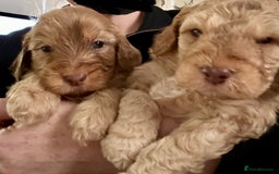 Cockapoo dogs for sale: Beautiful F2 Cockapoo Puppies  - Image 1
