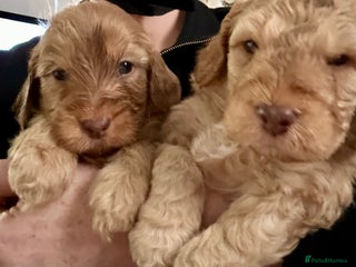 Cockapoo dogs - Advert 33