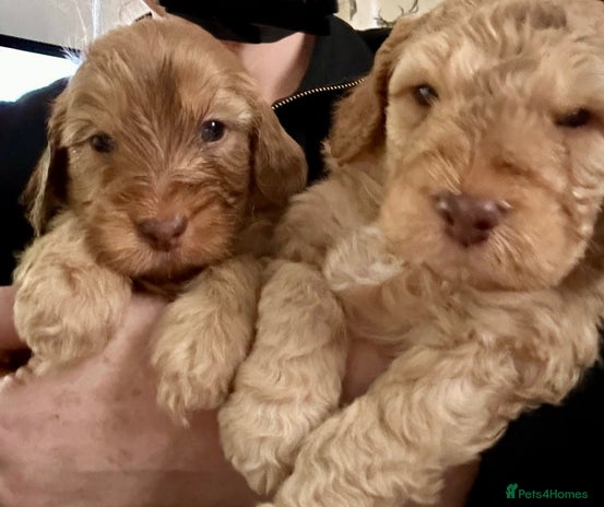 Cockapoo dogs - Advert 1