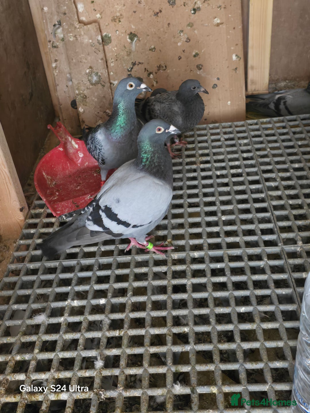 Pigeons birds for sale: Baby and adult racing Pigeons  - Image 8