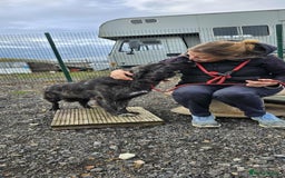 Mixed Breed dogs for adoption: MAGGIE - Image 2