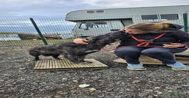 Mixed Breed dogs MAGGIE - Advert 13