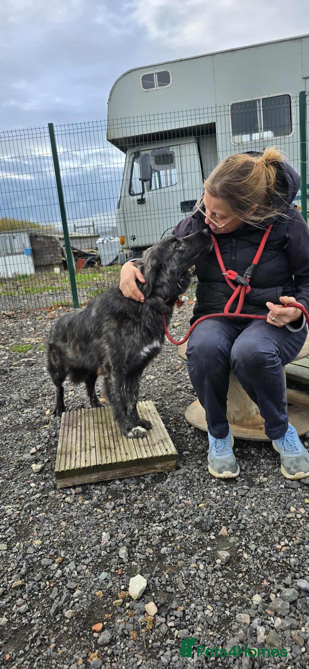 Mixed Breed dogs for adoption: MAGGIE - Image 2