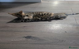 Bengal cats for sale: Beautiful pure Bengal kittens - Image 13