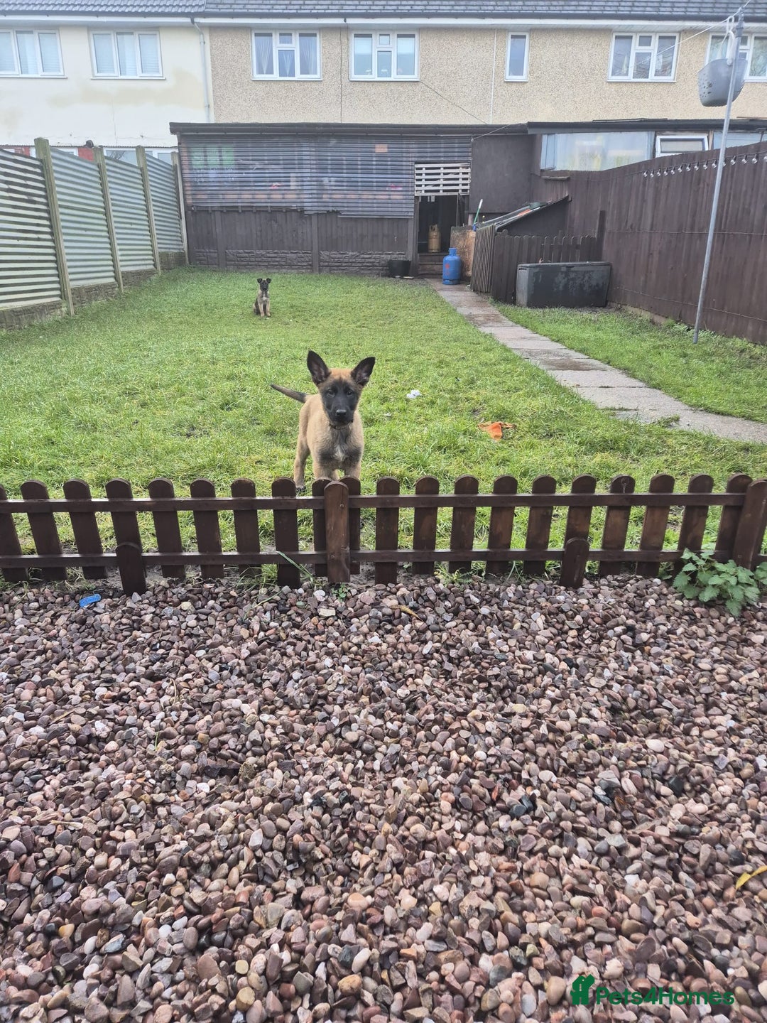 Belgian Shepherd Dog dogs for sale: Belgian malinois - Advert 5