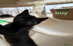 British Shorthair cats for sale: Cute half- short hair kittens for loving home❤️ - Image 8