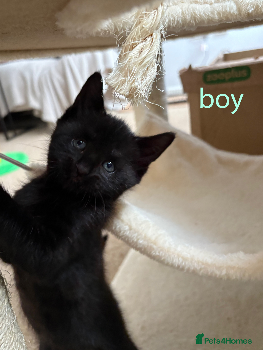 British Shorthair cats for sale: Cute half- short hair kittens for loving home❤️ - Image 8