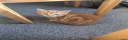 Mixed Breed cats for sale: 5 beautiful kittens in Newcastle upon Tyne - Advert 8