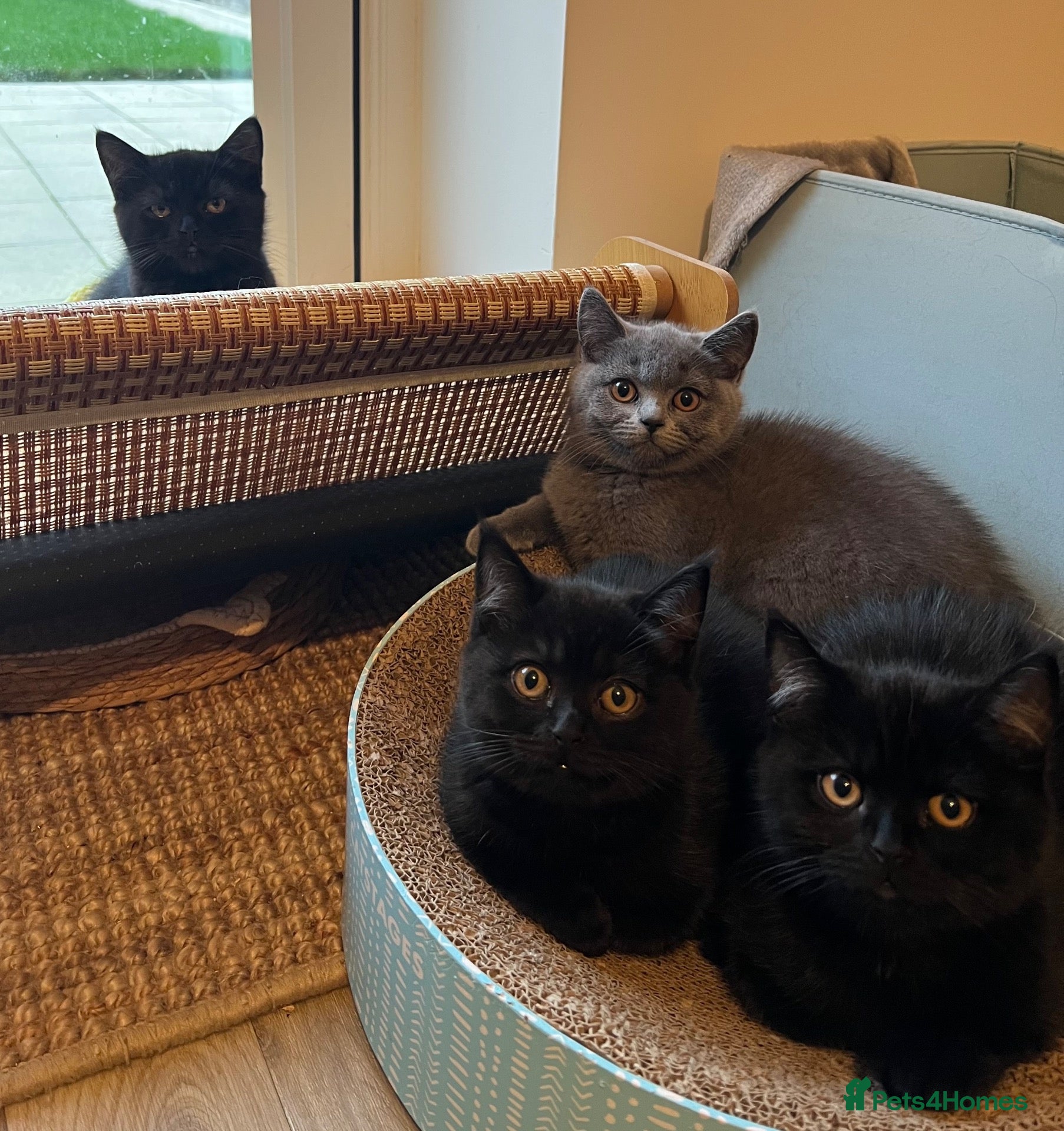 British Shorthair cats for sale: ✨ beautiful black/blue British Shorthair kittens✨ - Advert 3