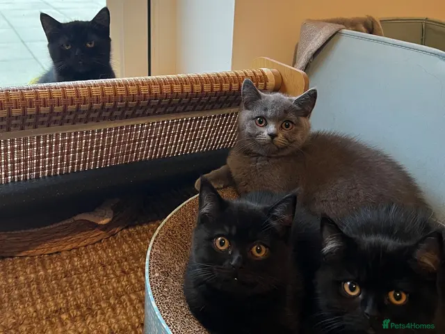 British Shorthair cats for sale: ✨ beautiful black/blue British Shorthair kittens✨ - Advert 3