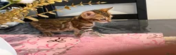 Bengal cats for sale: High-End & Premium Collect - Advert 9