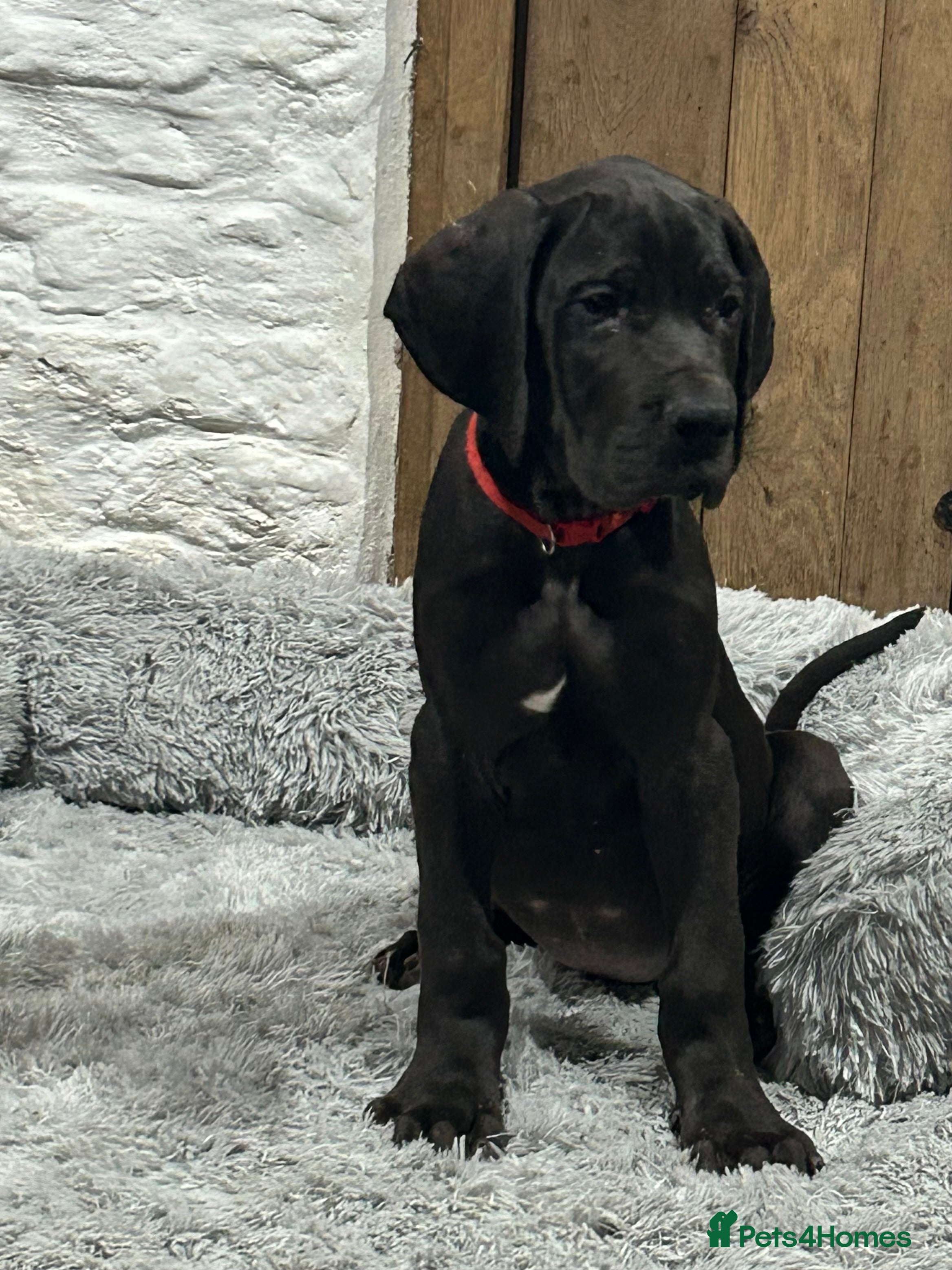 Great Dane dogs Stunning Great Dane Puppies, 4th generation  - Advert 4